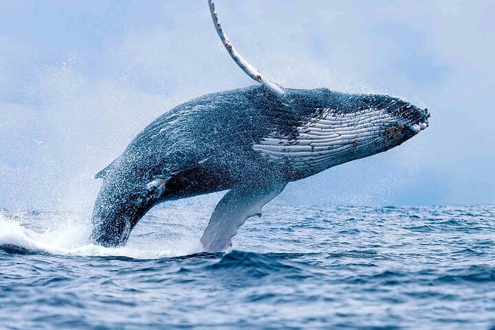 Whales watching- dolphins & Snorkeling tour - Photo 1 of 12